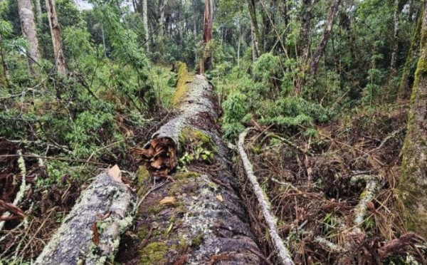 Pesquisadores querem clonar árvore centenária após queda de araucária gigante no Meio-Oeste