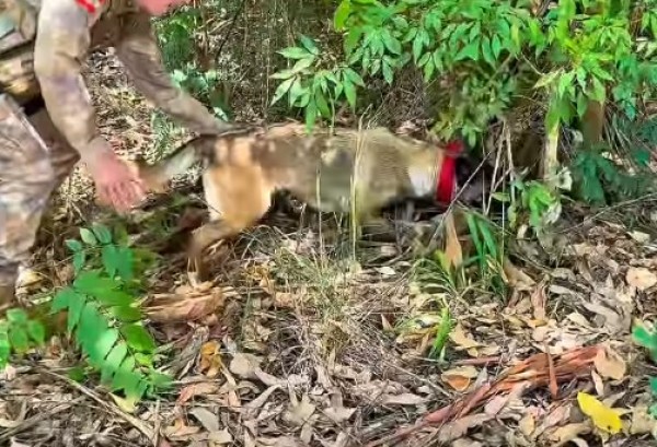 Cães do canil localizam 767 gramas de maconha em pátio de veículos apreendidos