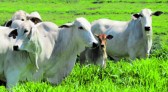 Carne bovina: Exportações reduzem em julho