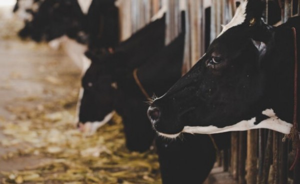 São José do Cedro e Guarujá do Sul tem 13 vezes mais gado e galinha do que pessoas