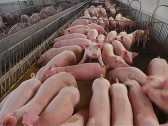 Santa Catarina alcança melhor desempenho do ano na exportação de carnes