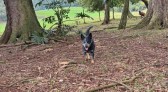 Cachorra desaparecida em Bom Jesus do Sul: família procura por Megui e oferece recompensa