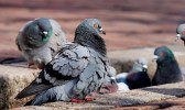 Pombo com mochila recheada de metanfetamina é detido sobrevoando prisão