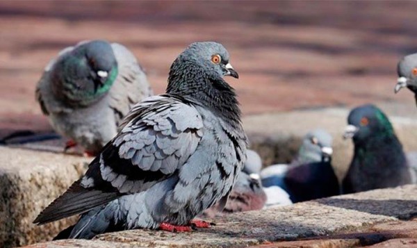 Pombo com mochila recheada de metanfetamina é detido sobrevoando prisão