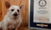 Cachorro de 23 anos recebe título de mais velho do mundo