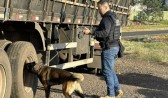 Operação FARO intensifica fiscalização e combate ao crime no Oeste catarinense com apoio de cães policiais