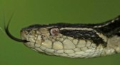 Cobra comum em Santa Catarina, surucucu pode ser solução contra a Covid-19