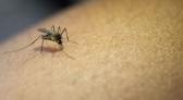 Chapecó registra primeira morte por dengue de 2024