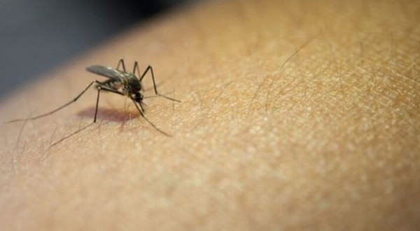 Chapecó registra primeira morte por dengue de 2024