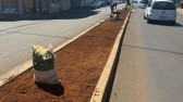Administração municipal e Secretaria de Obras preparam canteiros para plantio de gramas