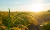Oeste alcança R$ 5 bilhões na produção agrícola e mantém liderança em SC