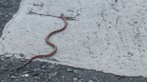 Cobra mais venenosa do país assusta ao surgir “descansando” em sofá de casa em Blumenau