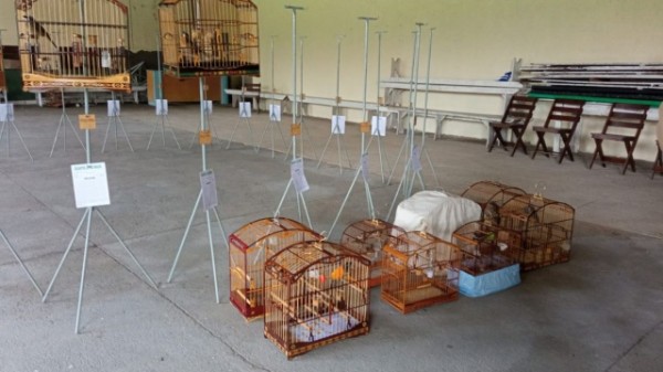 Torneio com pássaros de até R$ 50 mil termina em corre-corre, fuga e apreensão de aves em SC