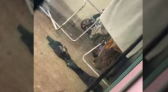 Onça-pintada é encontrada escondida em quintal de casa em Foz do Iguaçu