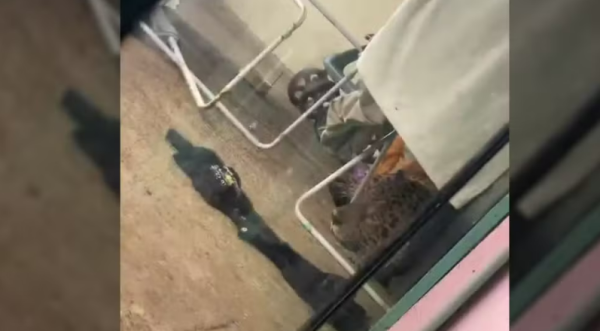Onça-pintada é encontrada escondida em quintal de casa em Foz do Iguaçu