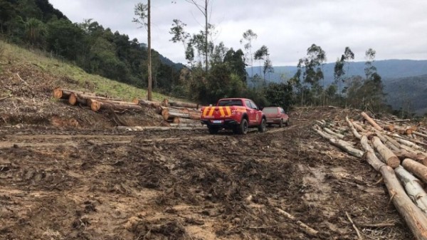 Árvore cai e mata homem em acidente de trabalho em SC