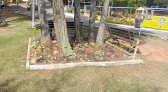 Zelador faz apelo para que não sejam destruídas plantas recém-plantadas na praça Dalilo Quintino Pereira