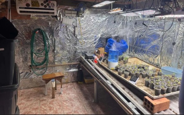 Polícia Civil desmonta esquema para produção de maconha no Paraná