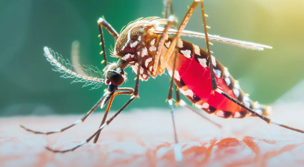 Maravilha registra primeiro caso confirmado de Chikungunya