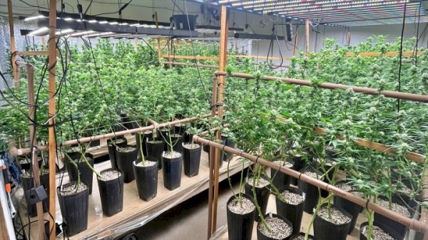 Homem tenta fugir, mas é preso após polícia descobrir plantação de maconha em residência