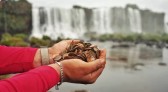 Quase 400 quilos de moedas são retirados das Cataratas do Iguaçu e acendem alerta ambiental