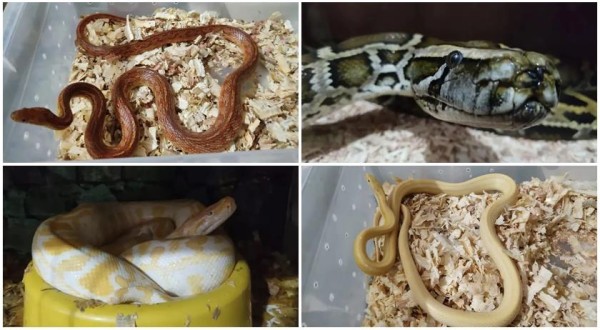 Cobras de origens europeia e norte-americana são encontradas em cativeiro