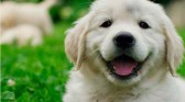 Santa Catarina ocupa a 2ª posição em número de cães furtados ou roubados
