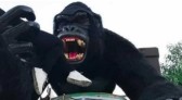 Criança de 6 anos sofre traumatismo craniano após cair de atração em parque