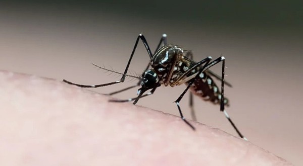 Brasil supera a marca de 2 milhões de casos de dengue em 2024 e registra 682 mortes