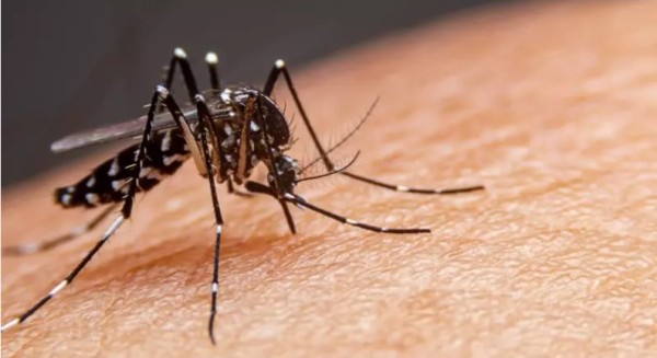 Europa está em alerta com alta nos casos de dengue