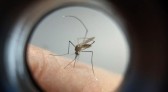SC acende alerta e se prepara para pico de transmissão da dengue em fevereiro