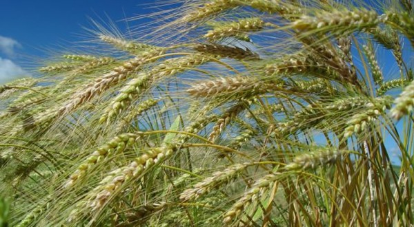 Epagri estima que safra de inverno 2024/2025 deve ser melhor do que a anterior