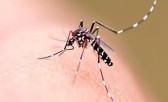 Município de SC registra primeiro caso de chikungunya em jovem de 19 anos