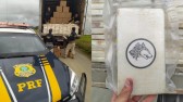 FICCO/SC apreende 1,3 tonelada de drogas em caminhão na BR-101 em SC