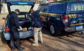 PRF e Polícia Civil apreendem 40 kg de drogas com adolescentes no Oeste de SC
