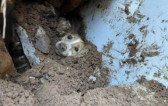 Cachorro é resgatado vivo após ficar soterrado embaixo de muro que desabou em Concórdia