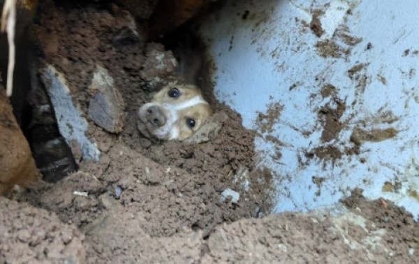 Cachorro é resgatado vivo após ficar soterrado embaixo de muro que desabou em Concórdia