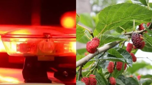 Primos que escondiam droga em pé de amoras são condenados em Santa Catarina