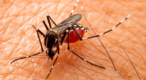 Ministério da Saúde diz que vacina japonesa contra dengue deve chegar ‘em breve’