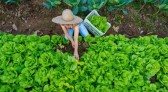 Programa estadual prevê ações para reduzir uso de agrotóxicos