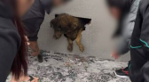 Cadela desaparecida há dez dias é encontrada dentro de parede concretada em obra