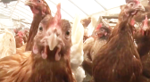 Caso de gripe aviária em aves domésticas é confirmado em Mato Grosso