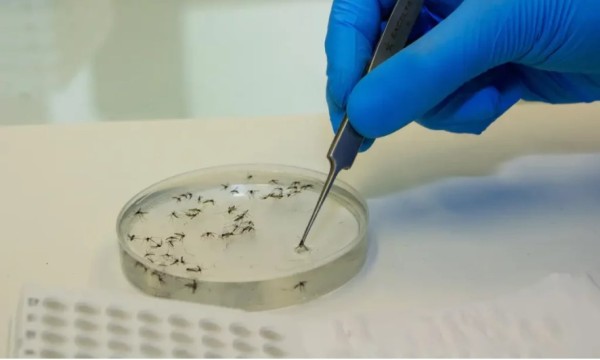 Governo de SC divulga nota sobre investigação de óbito suspeito pela Febre de Oropouche