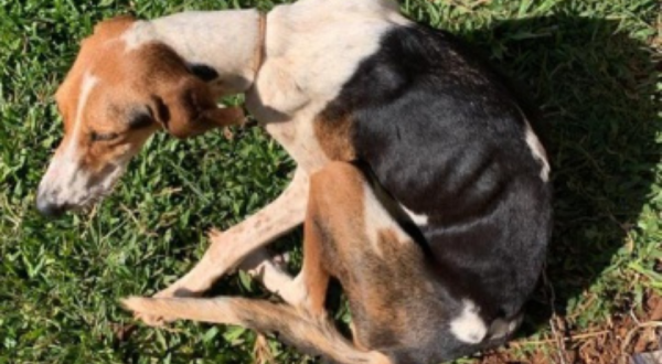 Polícia indicia mulher por maus-tratos em animais em Tigrinhos