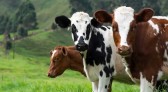Furtos de gado representam quase metade dos crimes contra o agro em SC