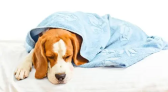 Hepatite infecciosa canina, também conhecida como Doença de Rubarth