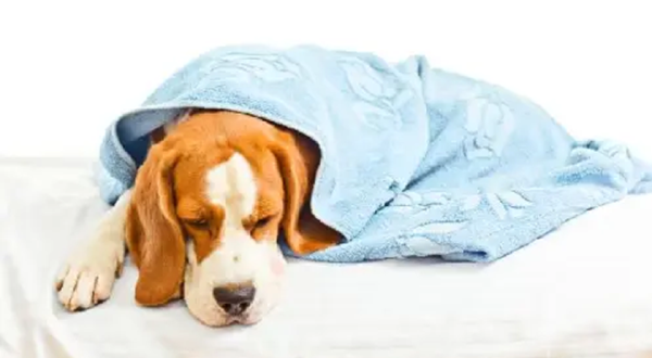 Hepatite infecciosa canina, também conhecida como Doença de Rubarth