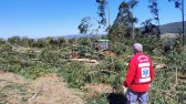 Idoso morre atingido por árvore no interior