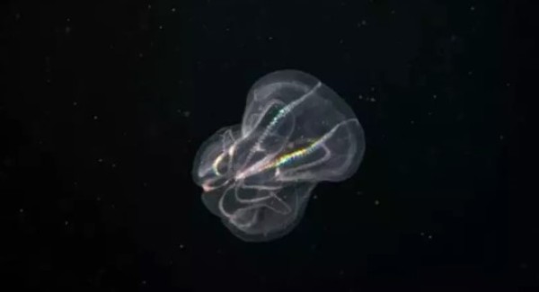 Animal que rejuvenesce em vez de envelhecer com o passar do tempo é descoberto no mar