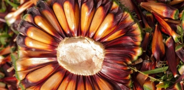 Santa Catarina ultrapassa Paraná e se torna o maior produtor de pinhão do Brasil, diz IBGE